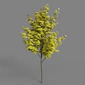 AM052 tree