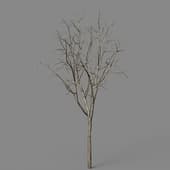 Malus Hybridus winter 05