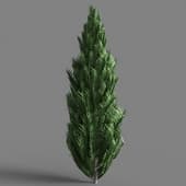 037 Pinus