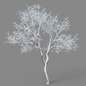 Fraxinus chinensis 01 03