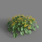 MT PM V65 Caltha palustris 01 04